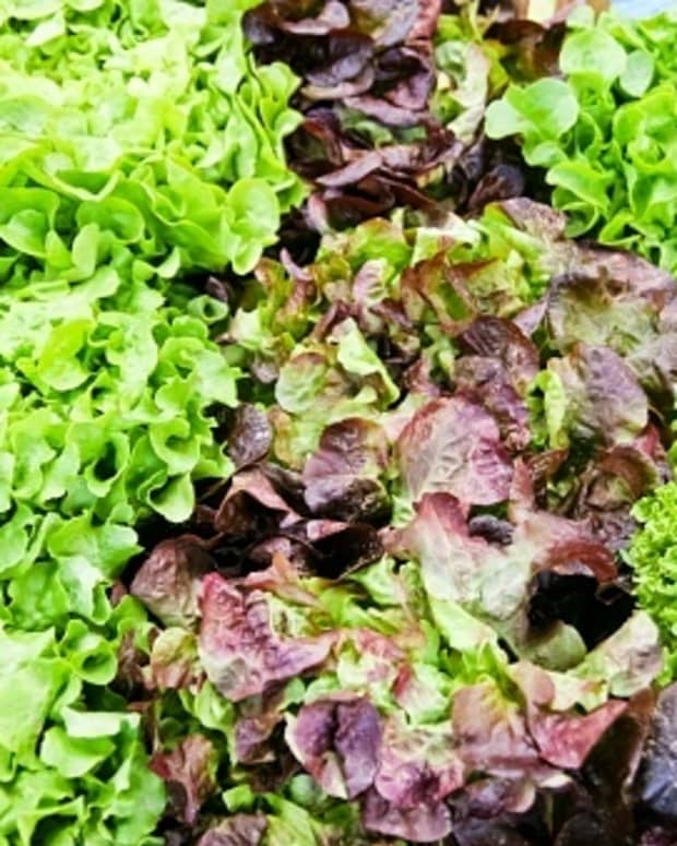 get-even-more-greener-by-eating-the-last-four-leafy-green-vegetables-in-your-meals