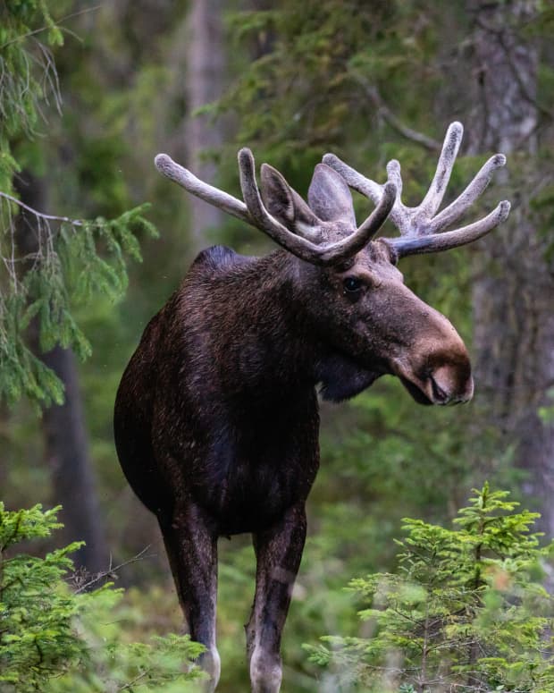 A moose among the trees