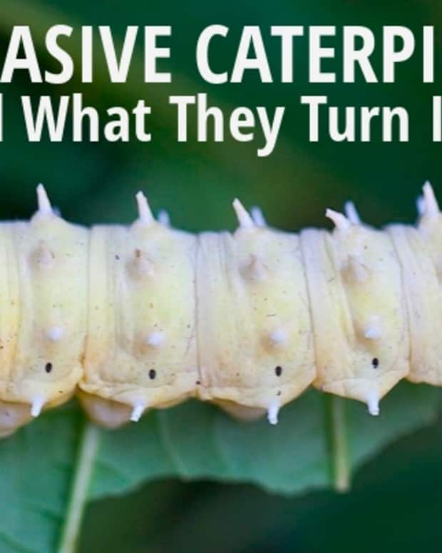 6-invasive-caterpillars-and-what-they-become