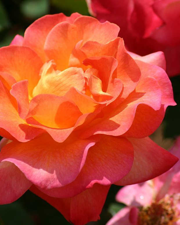 6-floribunda-roses-for-your-garden