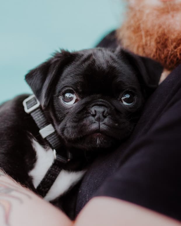 10 Most Common Pets in the US PetHelpful