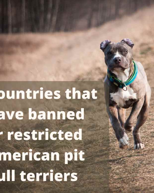 11 Countries Where German Shepherd Dogs Are Banned or Restricted