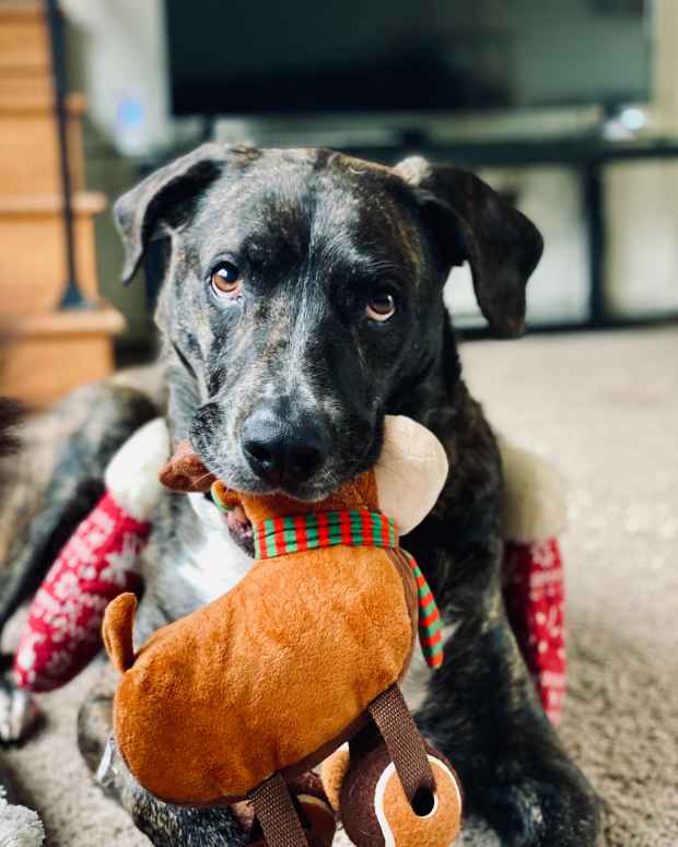 Why Is My Dog's Lens Loose in Her Eye? PetHelpful