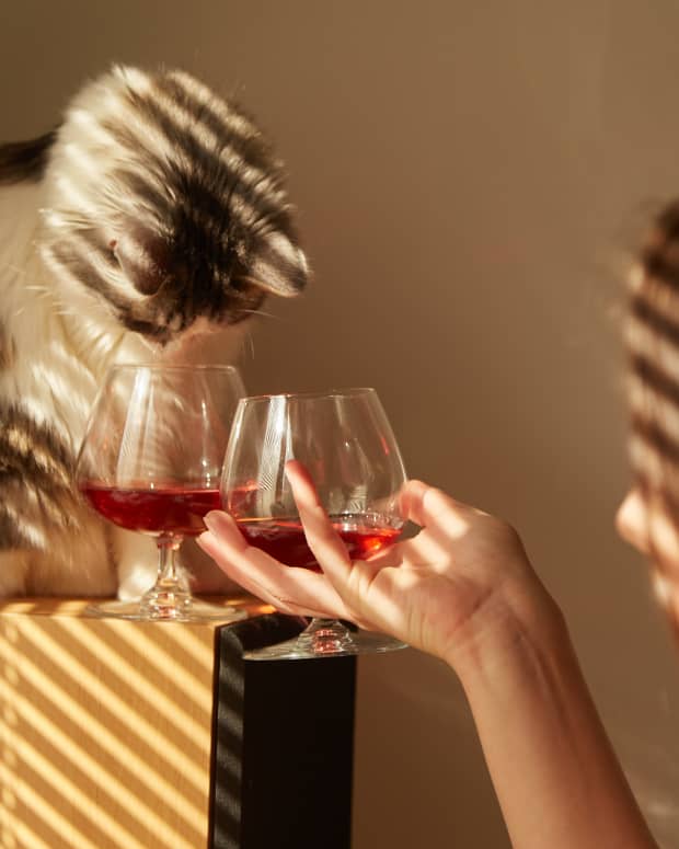 Young woman drinking red wine with a cat, who is sniffing another glass of red wine. The sun is shining on them through window blinds.