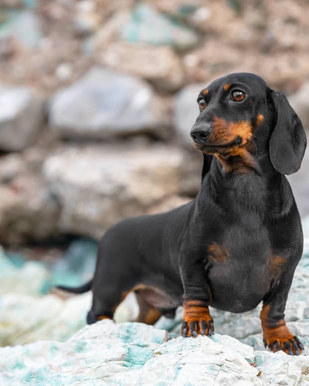 Dachshund standing atop stones on a mountain hike