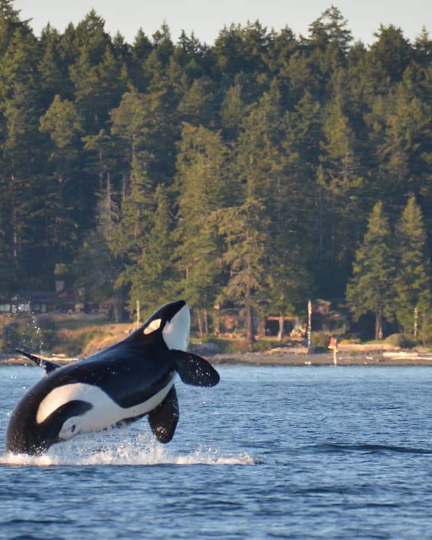 An orca breaches the water near an island off the coast of Washington