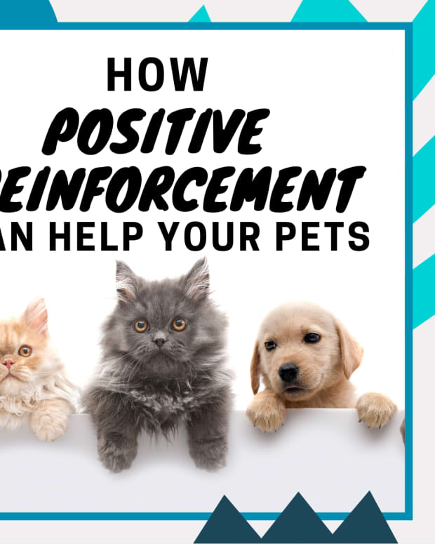 positive-reinforcement-with-pets
