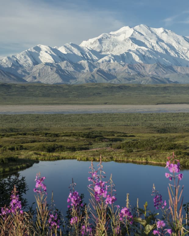 Wildflowers and pond with Mt. Denali in the background- Alaska