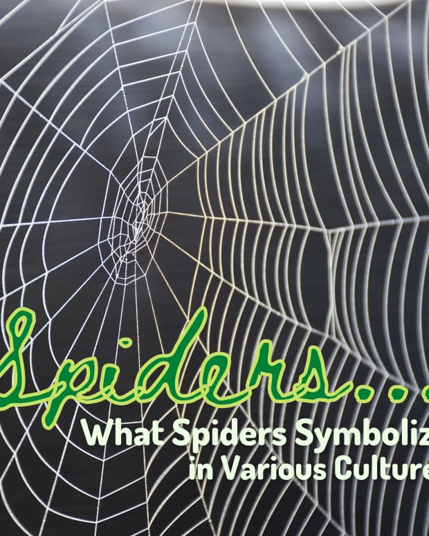 what-does-it-mean-if-you-dream-of-a-spider