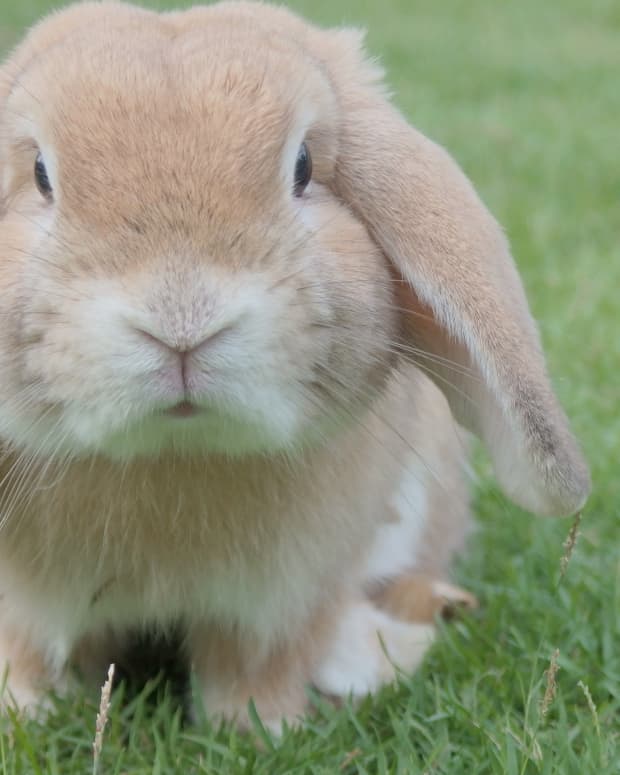 best-reasons-to-not-give-a-live-bunny-for-easter