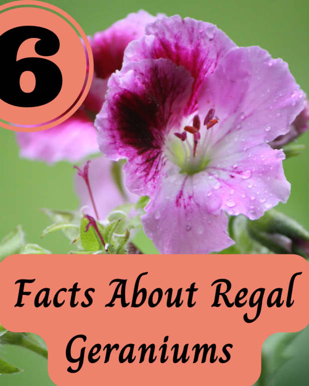 facts-about-regal-martha-washington-geraniums-pelargoniums