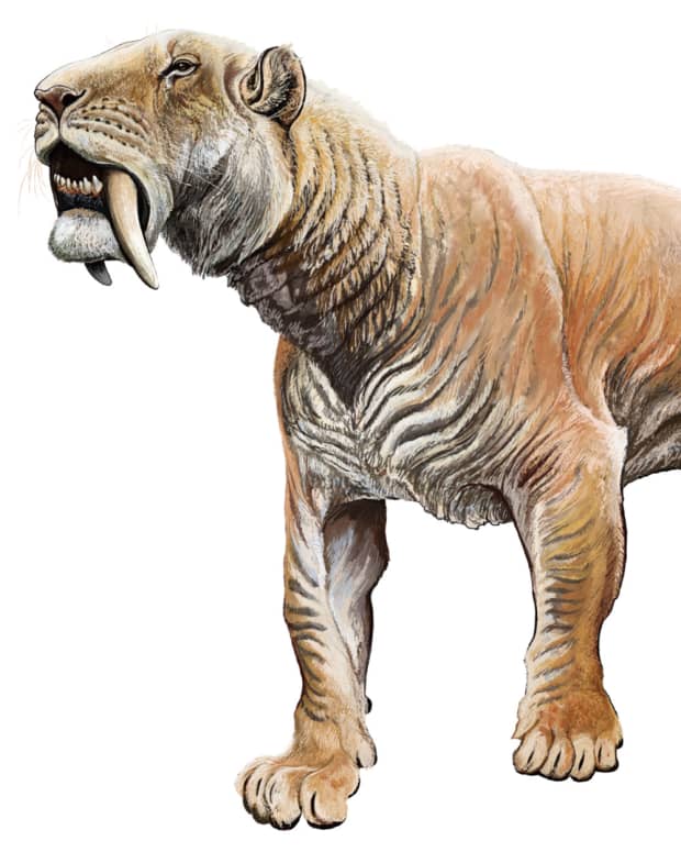the-saber-tooth-tiger