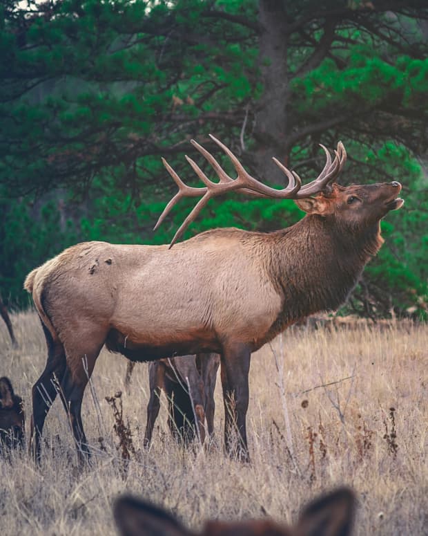 help-out-farmers-with-game-damage-hunts-and-get-more-venison-and-elk