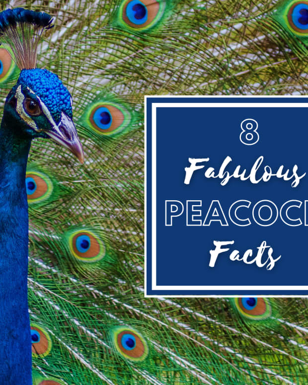 the-proud-peackcock-eight-fun-facts-on-the-indian-peacock