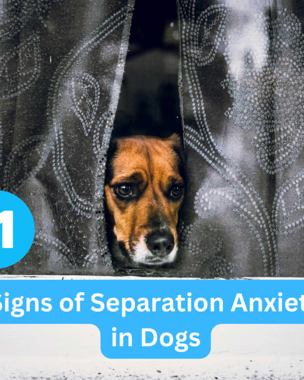 what-are-the-signs-of-separation-anxiety-in-dogs