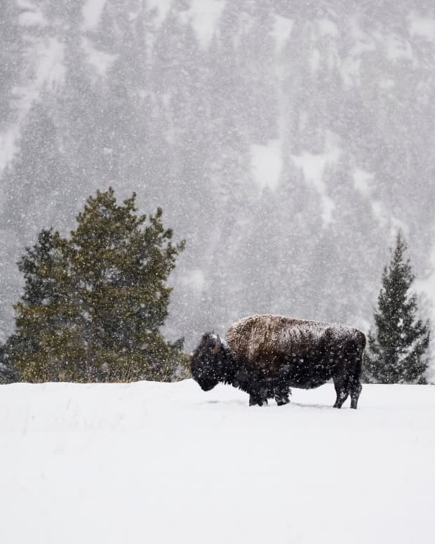 Bison standing in the falling snow in Yellowstone National Park