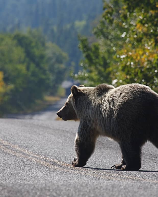 Grizzly bear crossing the road in Glacier National Park