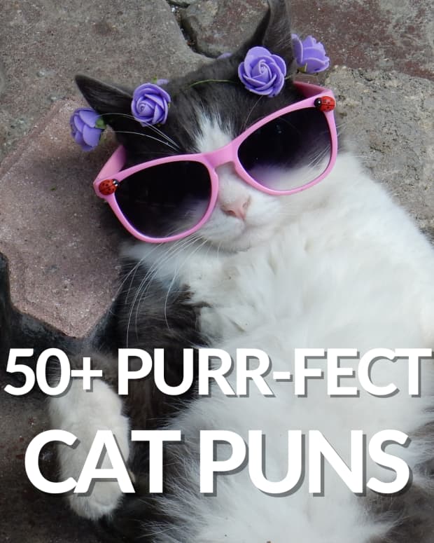 50-purr-fect-cat-puns-that-are-totally-paw-some
