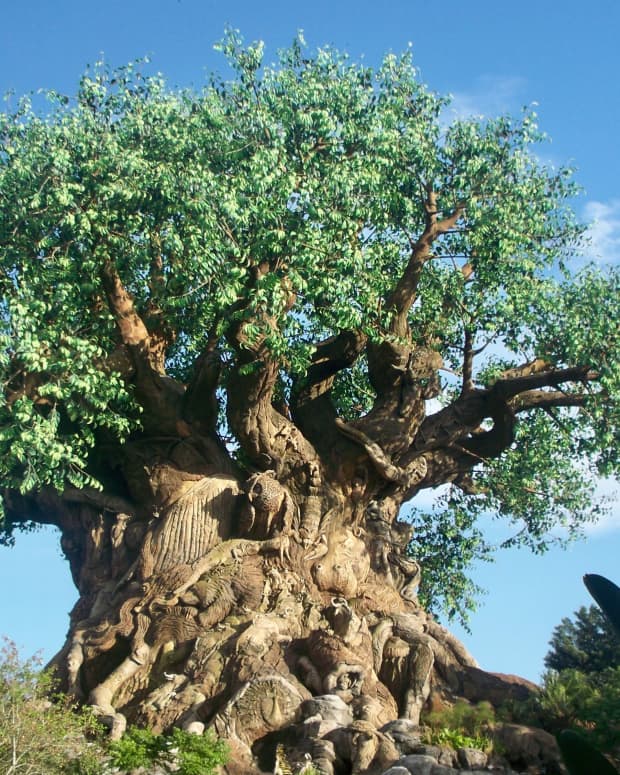 Tree of Life in Disneyworld's Animal Kingdom