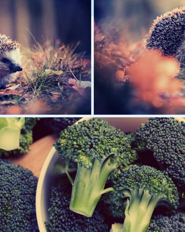 can-hedgehogs-eat-broccoli