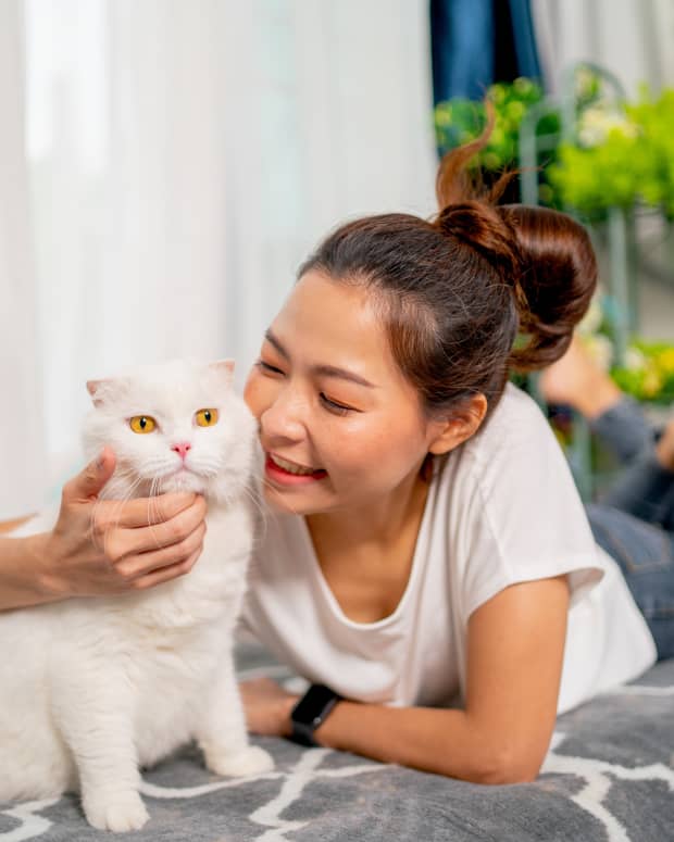 Young Asian woman pets a fluffy white cat with yellow eyes in a living room