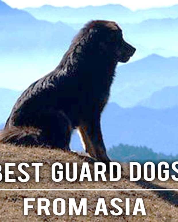 11-best-guard-dogs-from-asian-countries