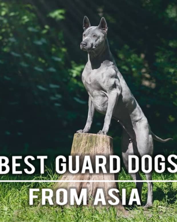 11-best-guard-dogs-from-asian-countries