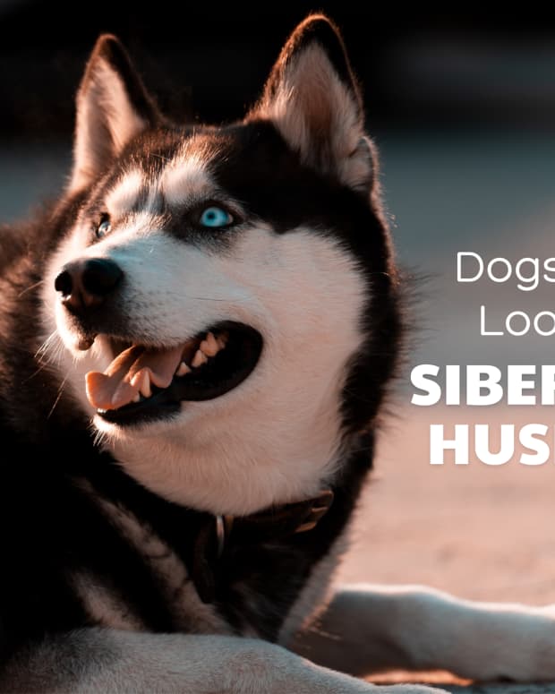 11-dog-breeds-like-husky