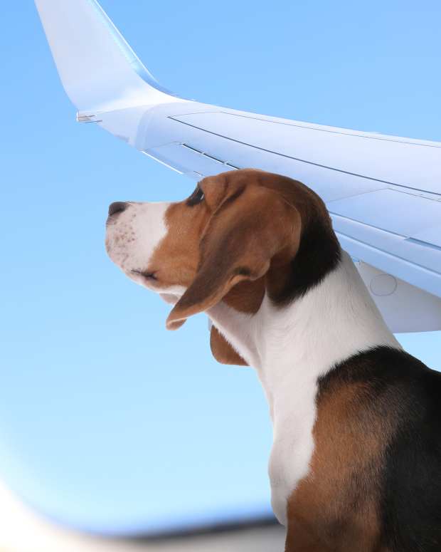 Video of Great Dane Service Dog Flying on 'Delta' Makes Us Smile