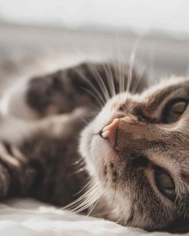 10-of-the-most-famous-cats-in-history