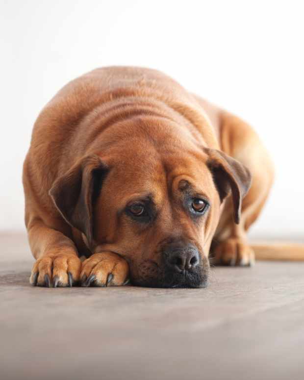 metronidazole-for-dogs