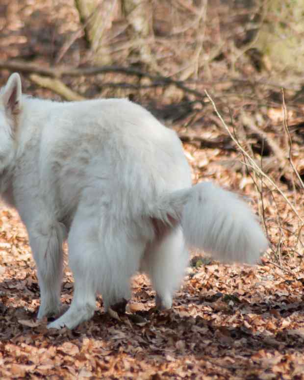 bloody-diarrhea-in-dogs