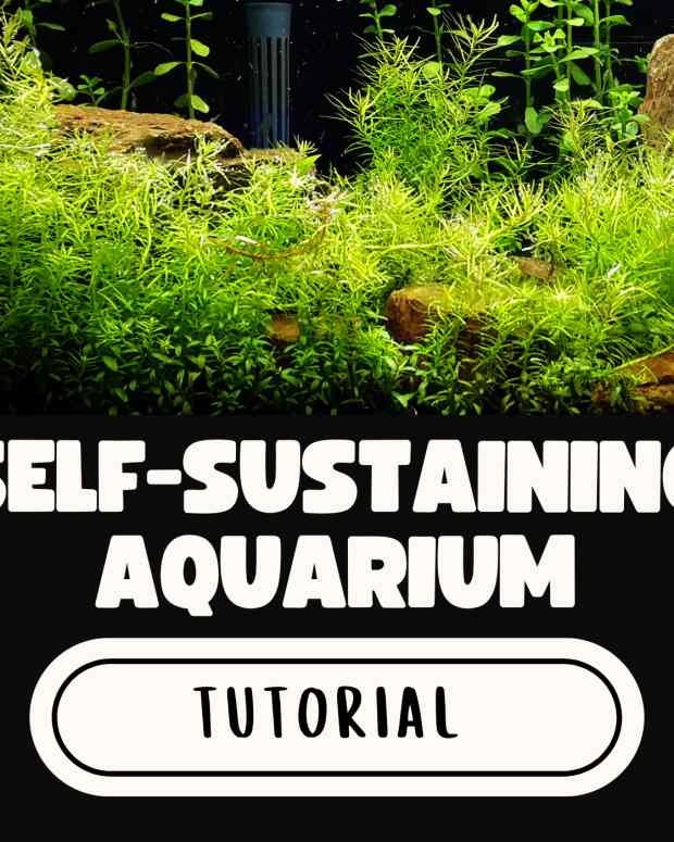 sustainableaquarium