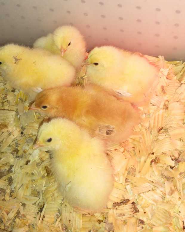 how-to-get-started-with-backyard-chickens