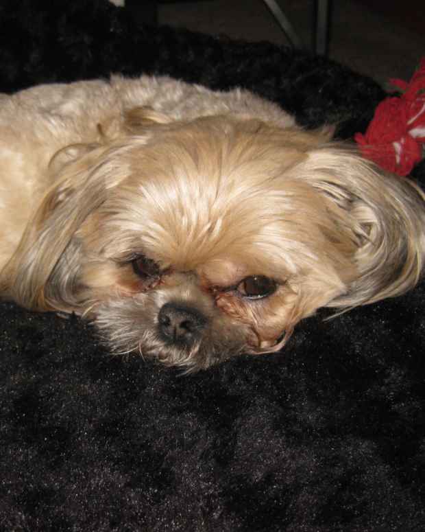 qa-is-my-dog-blocked-or-does-he-have-anal-gland-problems