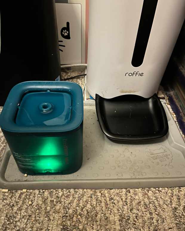 get-your-cat-to-drink-more-water-tips-tricks-you-can-try