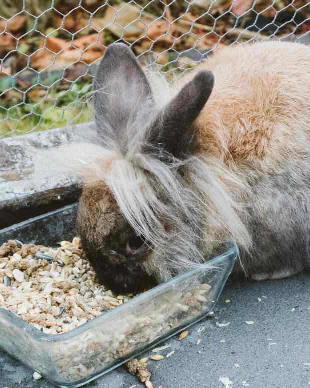 Why Did My Baby Rabbit Die Suddenly? PetHelpful