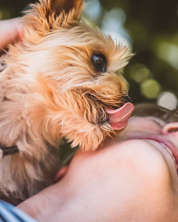 how to keep dog from soiling carpet