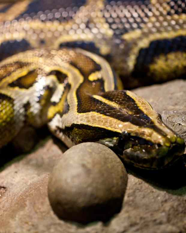 anaconda-the-largest-snakes-in-the-world