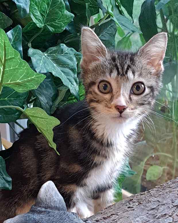 How Do I Stop My Kitten From Playing Too Rough? PetHelpful