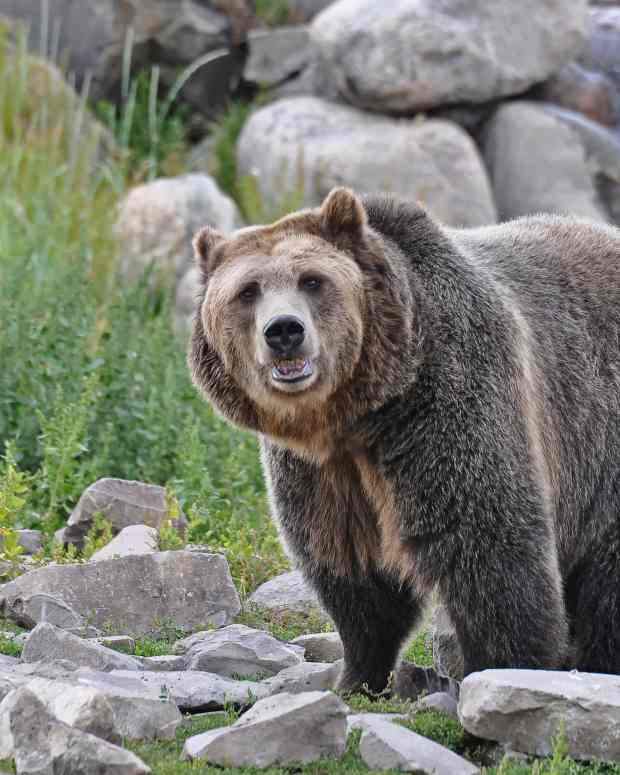 Video of Hikers Trying to 'Outrun' a Bear at Glacier National Park Has