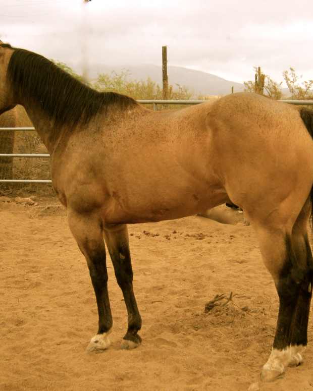 five-barn-products-worth-the-extra-money-horse-stable-maintenance