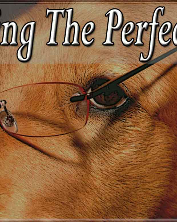 pet-health-finding-the-right-veterinarian