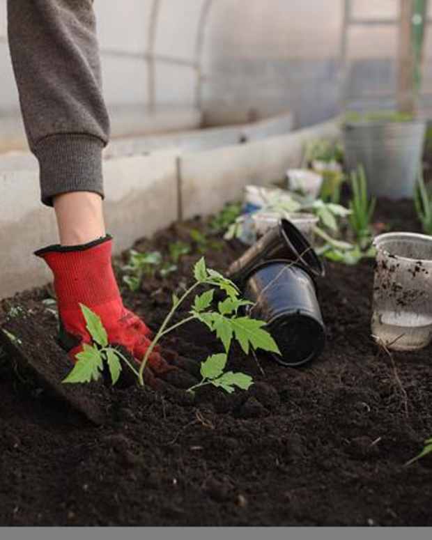 snapebt-eligible-plants-and-seeds-on-amazon