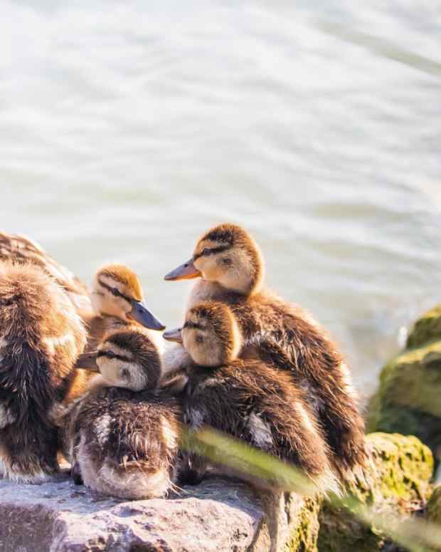 Can Chickens Eat Sunflower Seeds? PetHelpful