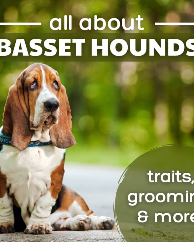 are basset hounds dumb