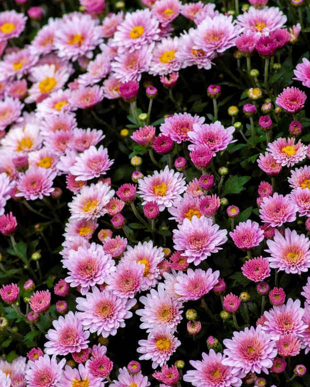 dog-constipated-chrysanthemums