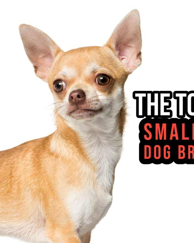 Why Does My Dog Hate The Vacuum