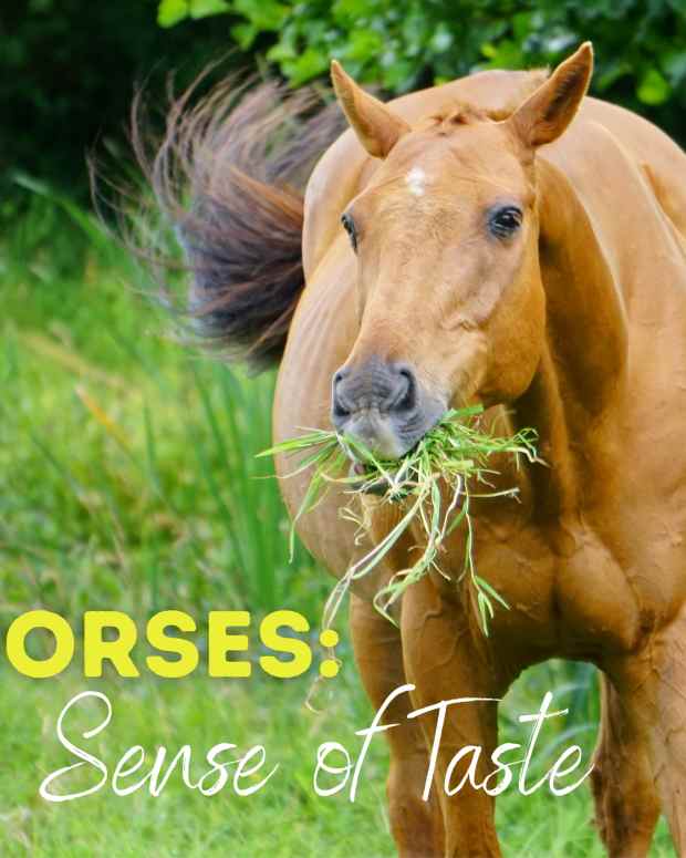 horses-and-their-sense-of-taste