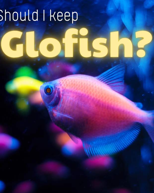 is-it-cruel-to-keep-glofish